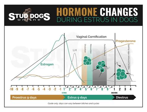 Canine reproduction